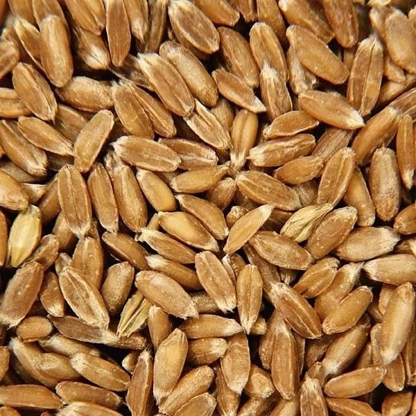 Doudou Bouillotte Efie® Grains Epeautre Vache Coloré 28 Cm - Doudou Bio Naturel Efie 4 Doudou Bouillotte Efie® Grains Epeautre Vache Coloré 28 Cm - Doudou Bio Naturel Efie – Image 4