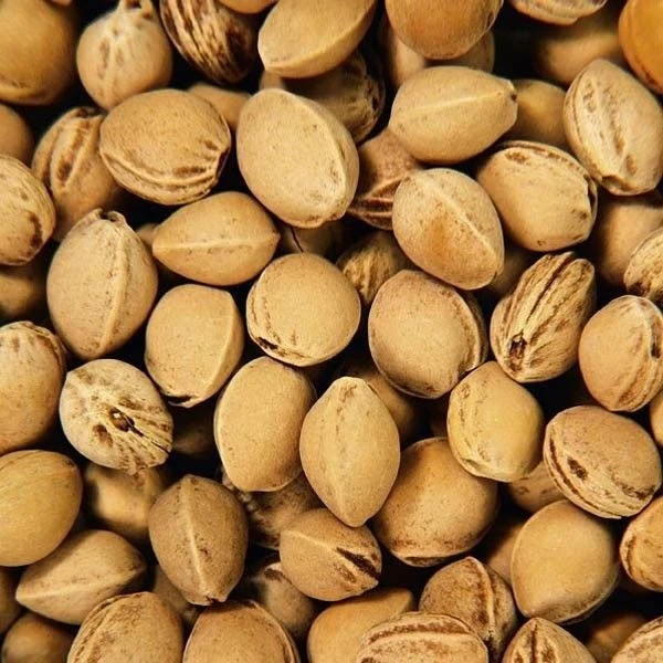 Doudou Bouillotte Efie Noyaux De Cerise Éléphant 30 Cm - Coton Bio Naturel 4 Doudou Bouillotte Efie Noyaux De Cerise Éléphant 30 Cm - Coton Bio Naturel – Image 4